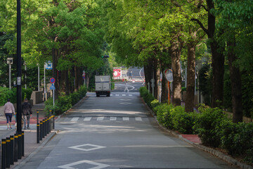 Obraz premium 新緑と東京の赤坂6丁目の道路