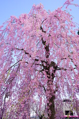 Drooping Pink Sakura or Cherry Blossom Flower at Hirosaki Castle in Aomori, Japan - 日本 青森 弘前城 しだれ桜