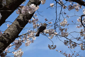 鵯（ひよどり）と桜、向島百花園にて