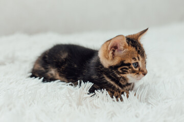 Little marble bengal kitten on the white fury blanket