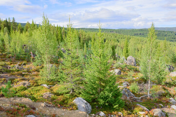 Norwegian sunny summer landscape. Young birch and spruce forest, mossy stones, blue sky with clouds