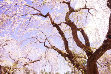 Drooping Pink Sakura or Cherry Blossom Flower at Hirosaki Castle in Aomori, Japan - 日本 青森 弘前城 しだれ桜