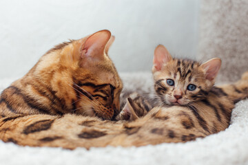Young cute bengal cat laying with mother-cat on a soft cat's shelf of a cat's house.