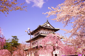 Fototapeta premium Hirosaki Castle surrounded by Pink Sakura or Cherry Blossom in Aomori, Japan - 日本 青森 弘前城 桜の花