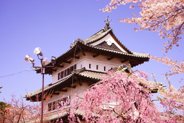 Hirosaki Castle surrounded by Pink Sakura or Cherry Blossom in Aomori, Japan - 日本 青森 弘前城 桜の花