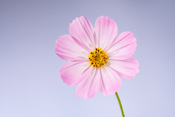 close up of a cosmos flower on blue bakcground.