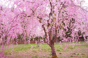 Drooping Pink Sakura or Cherry Blossom Flower at Hirosaki Castle in Aomori, Japan - 日本 青森 弘前城 しだれ桜