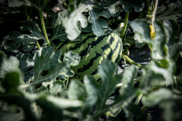 Fototapeta premium Fruits of a watermelon field in a greenhouse