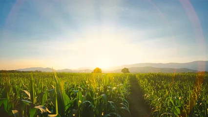 Fotobehang maïs maïs gewassen in agrarische plantage in de avond met zonsondergang, graanplant, veevoeder landbouwindustrie, mooi landschap © lamyai