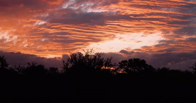Guest POV of orange sunset from 4x4 safari vehicle, bush Acacia tree silhouettes