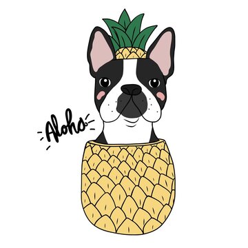 Boston Terrier dog in pineapple cartoon vector illustration