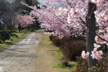 淀水路と早咲きの桜