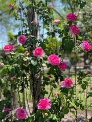 Pink roses in the garden