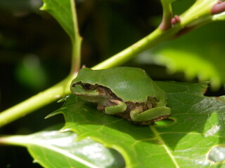 ヒイラギの葉の上で休憩する「アマガエル」