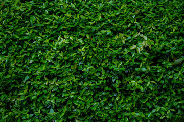 日本の東京港区赤坂4丁目の風景