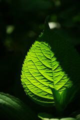 東京赤坂にある東京ミッドタウン
