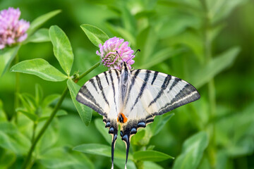 Beautiful Butterfly Scarce Swallowtail, Sail Swallowtail, Pear-tree Swallowtail, Podalirius. Latin name Iphiclides podaliriu. Butterfly collects nectar on flower.