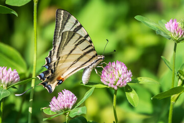 Fototapeta na wymiar Beautiful Butterfly Scarce Swallowtail, Sail Swallowtail, Pear-tree Swallowtail, Podalirius. Latin name Iphiclides podaliriu. Butterfly collects nectar on flower.
