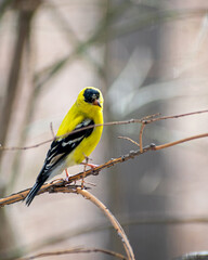American Goldfinch sitting on branch at springtime
