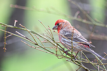 A male Haemorhous sitting on tree branch