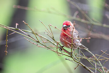 A male Haemorhous sitting on tree branch
