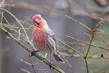 A male Haemorhous sitting on tree branch