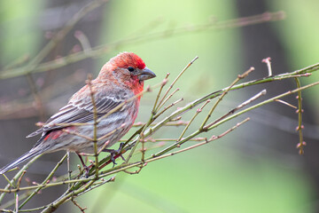 A male Haemorhous sitting on tree branch