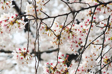 White cherry blossom blooming in Spring.