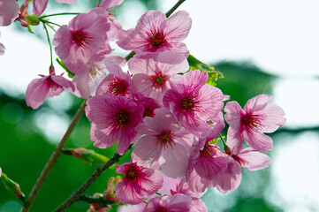 Beautiful pink sakura flowers in Spring.