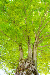 空一面に新緑が萌える大きな山毛欅の木を見上げて