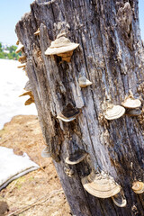 漢方としても重宝されているサルノコシカケ