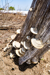 漢方としても重宝されているサルノコシカケ