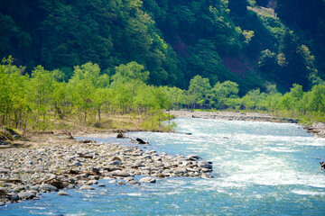 新緑のブナと雪解け水が流れる雪国の川