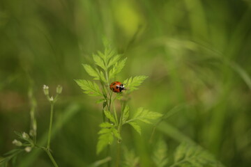 ladybug on grass