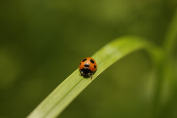 ladybird on a leaf