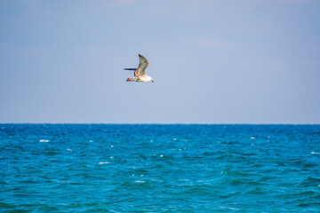 Fototapeta na wymiar The European herring gull, Larus argentatus, flying in the clear blue sky.