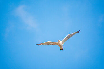 The European herring gull, Larus argentatus, flying in the clear blue sky.