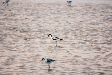 Two water birds pied avocet, Recurvirostra avosetta, feeding in the lake. The pied avocet is a large black and white wader with long, upturned beak