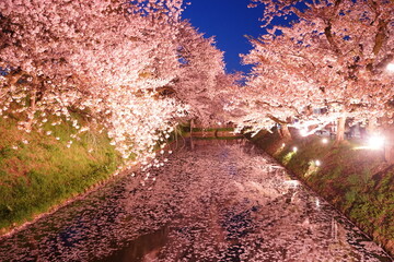 Night View of Pink Sakura or Cherry Blossom Flower Raft and Moat of Hirosaki Castle in Aomori, Japan - 日本 青森 弘前城 外濠 桜 花いかだ 夜景