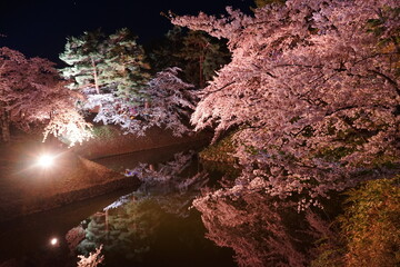 Night View of Pink Sakura or Cherry Blossom and Gejo-bashi Bridge of Hirosaki Castle in Aomori, Japan - 日本 青森 弘前城 桜 夜景