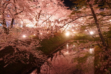 Night View of Pink Sakura or Cherry Blossom Tunnel and Moat of Hirosaki Castle in Aomori, Japan - 日本 青森 弘前城 西濠 桜のトンネル 夜景