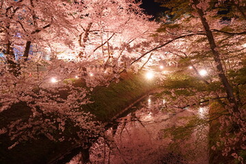 Night View of Pink Sakura or Cherry Blossom Tunnel and Moat of Hirosaki Castle in Aomori, Japan -...