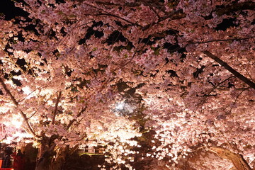 Night View of Pink Sakura or Cherry Blossom and in Aomori, Japan - 日本 青森 弘前城 桜の花 夜景
