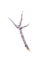 Tropical lac on rain tree branch or tachardia lacca Kerr  isolated on white background , clipping path