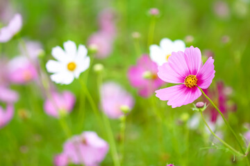 Fototapeta premium Close up fresh cosmos bipinnatus blossom with water drops blooming in the morning garden natural background