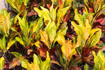 Colorful codiaeum variegatium blume  (variegated laurel, garden croton) natural leaf background