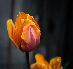 Orange Tulip isolated on dark background. Close up view of a single colourful tulip