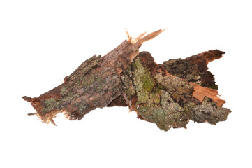 tree bark isolated on white background