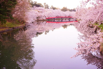Pink Sakura, Cherry Blossoms blooming at Moat of Hirosaki Castle in Aomori, Japan - 日本 青森...