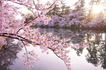 Pink Sakura or Cherry Blossom Tunnel and Moat of Hirosaki Castle in Aomori, Japan - 日本 青森 弘前城 西濠 桜のトンネル